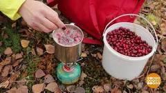 Время собирать клюкву! Доброе утро. Фрагмент 