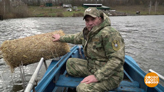 Утятам — зерно, кабанятам — морковка! Доброе утро. Фрагмент