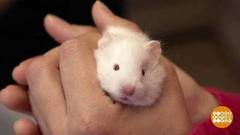 Хомячок хомячку рознь… Доброе утро. Фрагмент 