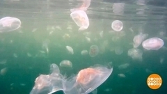 Как добывают «хрустальное мясо». Доброе утро. Фрагмент