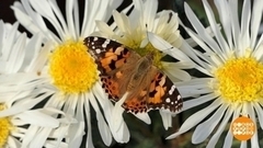 Бал хризантем: кто станет королевой? Доброе утро. Фрагмент