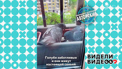 Голубиная семья на балконе. Видели видео? Фрагмент 
