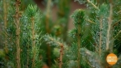 Что такое банк леса? Доброе утро. Фрагмент