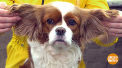 Ушастая собака: хитрости ухода. Доброе утро. Фрагмент