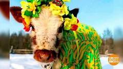 Самые красивые буренки. Доброе утро. Фрагмент 