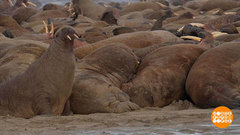 Ну что, моржи, лежим? Доброе утро. Фрагмент 