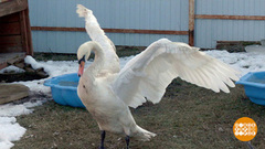 Как спасали лебедя Пузырика. Доброе утро. Фрагмент 