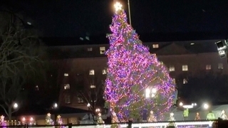 В Вашингтоне упала главная рождественская ель США