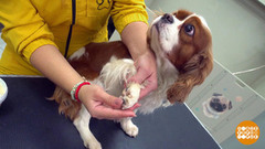 Зачем собаке ботинки? Доброе утро. Фрагмент 