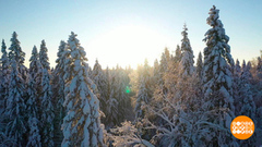 Новогодняя елка: что вместо? Доброе утро. Фрагмент 