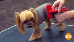 Уход за шерстью собак зимой. Доброе утро. Фрагмент 