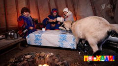 «Коза – не олень, ей в чум нельзя». Незваная гостья помешала чаепитию телеведущих. Поехали! Фрагмент 