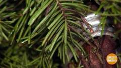 Как на елке должны сидеть иголки? Доброе утро. Фрагмент 