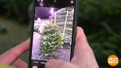 Покупаем елку в интернете. Доброе утро. Фрагмент