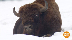 Кому мороз не страшен. Доброе утро. Фрагмент