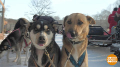 Удивительное – рядом! Доброе утро. Фрагмент 