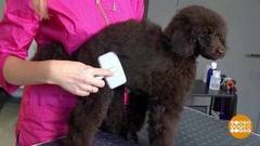 Комплексный уход за собакой. Доброе утро. Фрагмент 