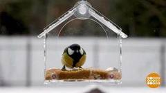 Кормушки для птиц: тренды-2024. Доброе утро. Фрагмент 