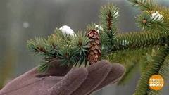 Куда уходят елки? Доброе утро. Фрагмент 