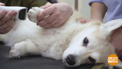 «Лапакюр» для Плюши. Доброе утро. Фрагмент 