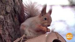 Белкам — орехи, синичкам — семечки. Доброе утро. Фрагмент 