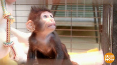 Чиполлинка, подрастай! Доброе утро. Фрагмент 