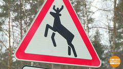 Осторожно, лоси! Доброе утро. Фрагмент 