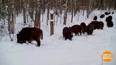 Здорово, кабаны! Зачем пожаловали? Доброе утро. Фрагмент 