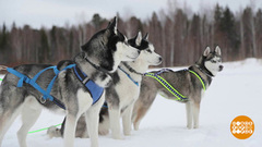 Собака — не роскошь, а… друг! Доброе утро. Фрагмент 