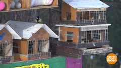 Птички, кушать подано! Доброе утро. Суббота. Фрагмент 