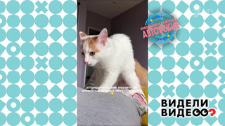 Котомассаж. Видели видео? Фрагмент 