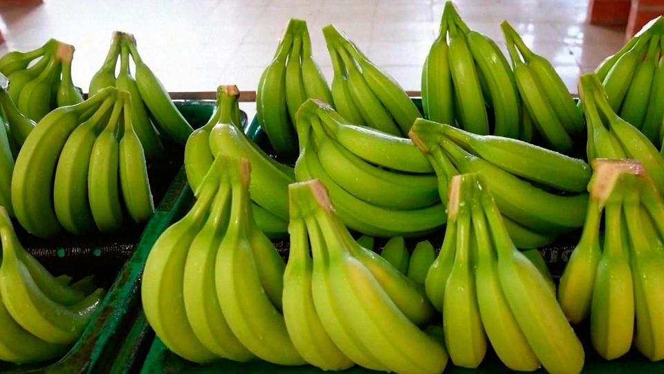 банан из попы....