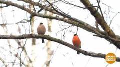 Весна близко! Но не очень… Доброе утро. Фрагмент 