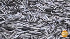 Хамса пошла! Доброе утро. Фрагмент 