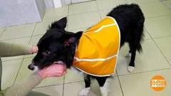 Зачем собаке жилетка? Доброе утро. Фрагмент 