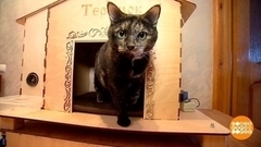 Погружение в науку: чем раньше, тем лучше! Доброе утро. Фрагмент 