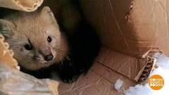 Зверушки, которые попались в фотоловушки. Доброе утро. Фрагмент