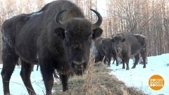 Знай природу своей страны! Доброе утро. Фрагмент