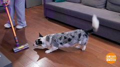 Собака, не бойся, это просто пылесос! Доброе утро. Фрагмент 