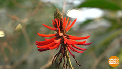 Все в сад! Ботанический. Санкт-Петербургский. Доброе утро. Фрагмент