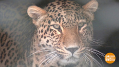 Леопарды? В порядке! Доброе утро. Суббота. Фрагмент