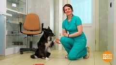 Дрессировка собаки: «кликаем» и хвалим. Доброе утро. Фрагмент 