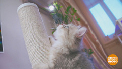 Цап-царапки: спасаем мебель. Доброе утро. Фрагмент 