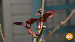Весна, добро пожаловать! Доброе утро. Фрагмент 