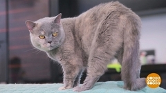 Переведите мне с кошачьего… Доброе утро. Фрагмент 