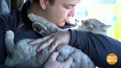 Котики — друзья человека. Доброе утро. Фрагмент