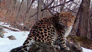 В России и мире отмечается День дикой природы