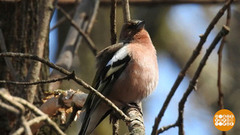 Весна летит! С перелетными птицами… Доброе утро. Фрагмент 
