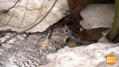 А снег-то тает...  Доброе утро. Фрагмент