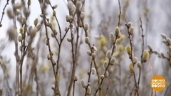 Верба распустилась... Доброе утро. Фрагмент 